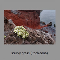 scurvy grass (Cochlearia)